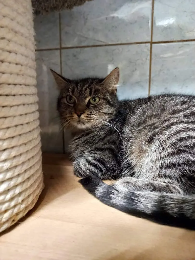 Кошка Индия, кошка, Приют «Преданное сердце», Санкт-Петербург. Фото 2 из 4.