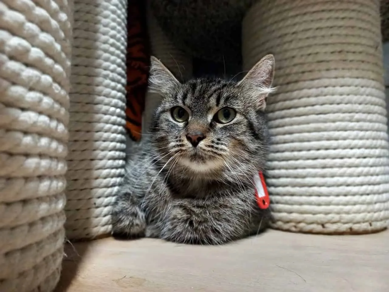 Кошка Индия, кошка, Приют «Преданное сердце», Санкт-Петербург. Фото 3 из 4.