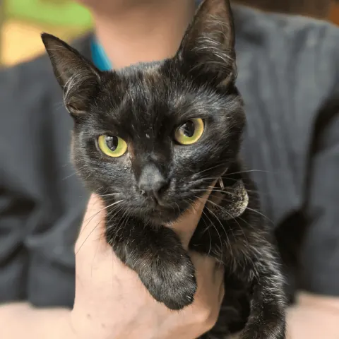 Чудинка — кошка Около 2 лет, Санкт-Петербург