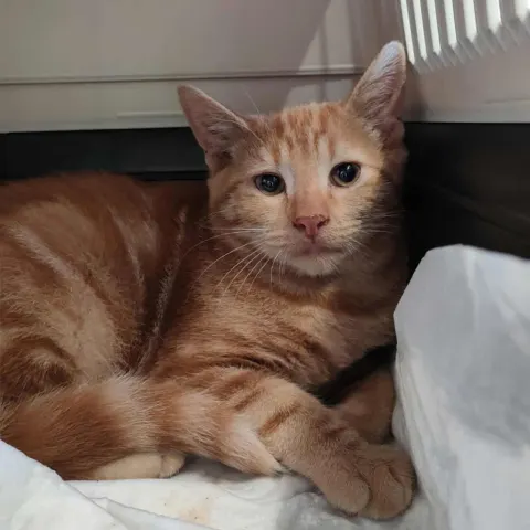 Миамур — кошка Около 2 лет, Санкт-Петербург