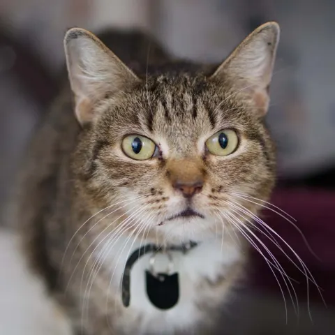 Мартина — кошка Около 6 лет, Санкт-Петербург