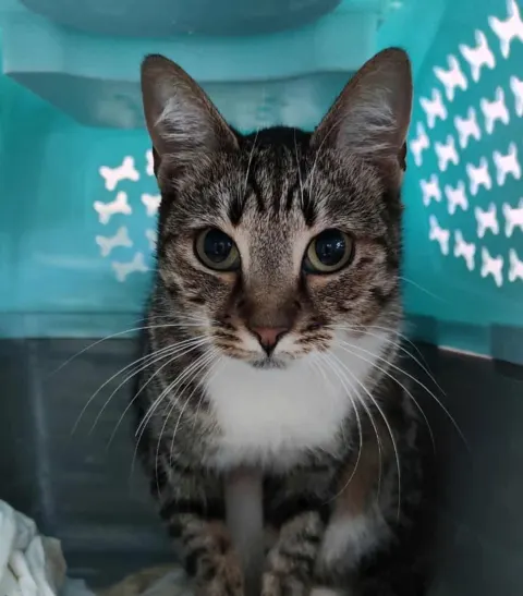 Катарина — кошка Около 3 лет, Санкт-Петербург