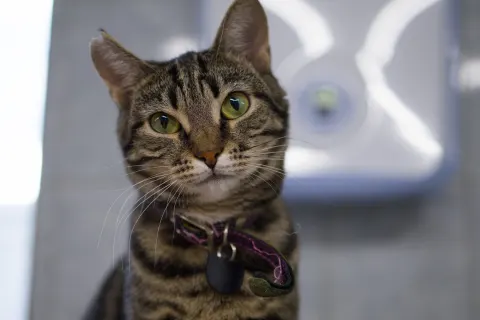 Аника — кошка Около 3 лет, Санкт-Петербург