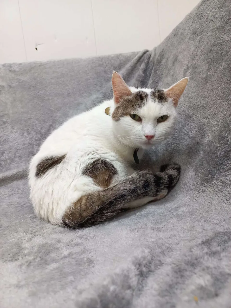 Кошка Халва, кошка, Приют «Преданное сердце», Санкт-Петербург. Фото 4 из 11.