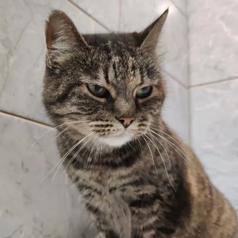 Меари — кошка Около 3 лет, Санкт-Петербург