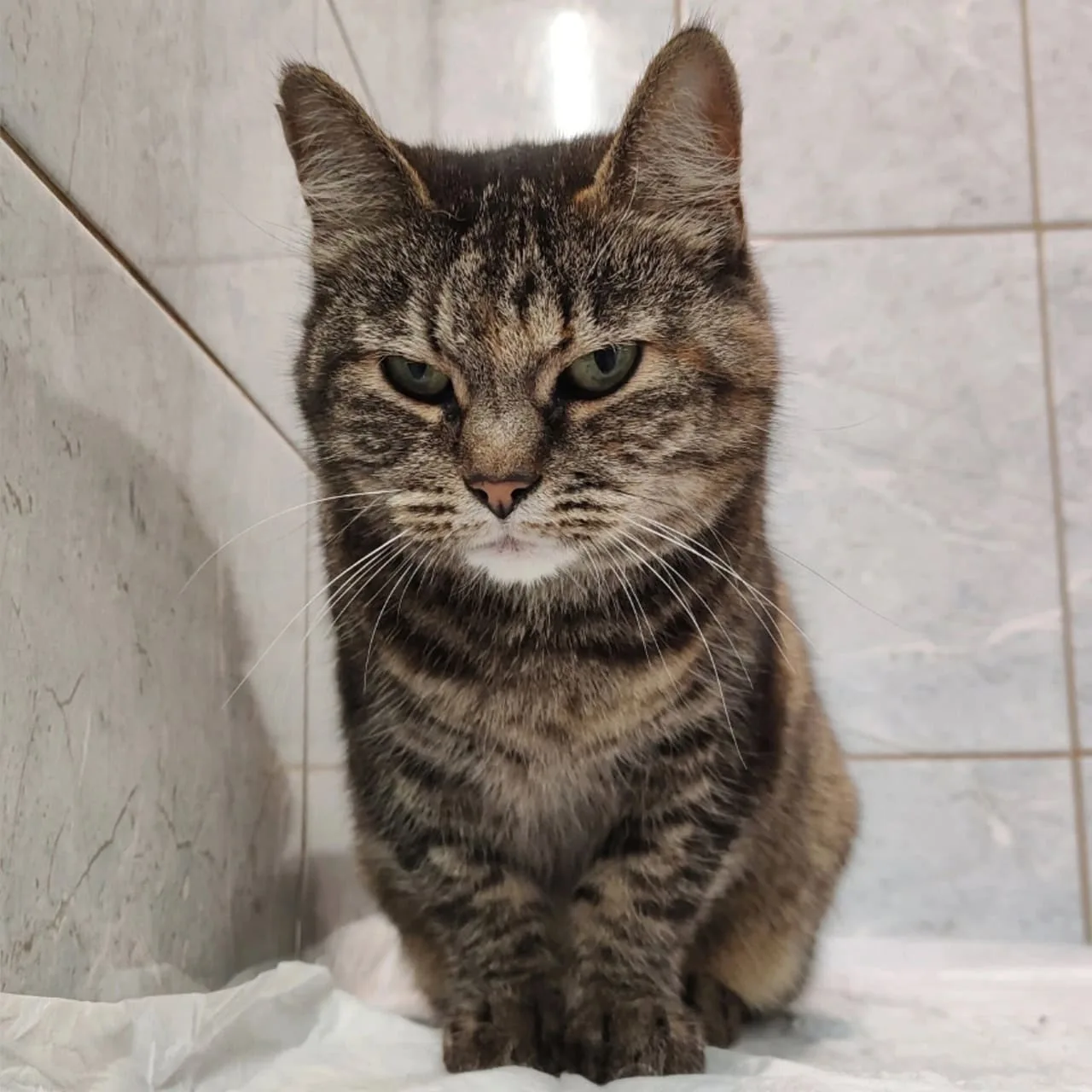 Кошка Меари, кошка, Приют «Преданное сердце», Санкт-Петербург. Фото 3 из 8.