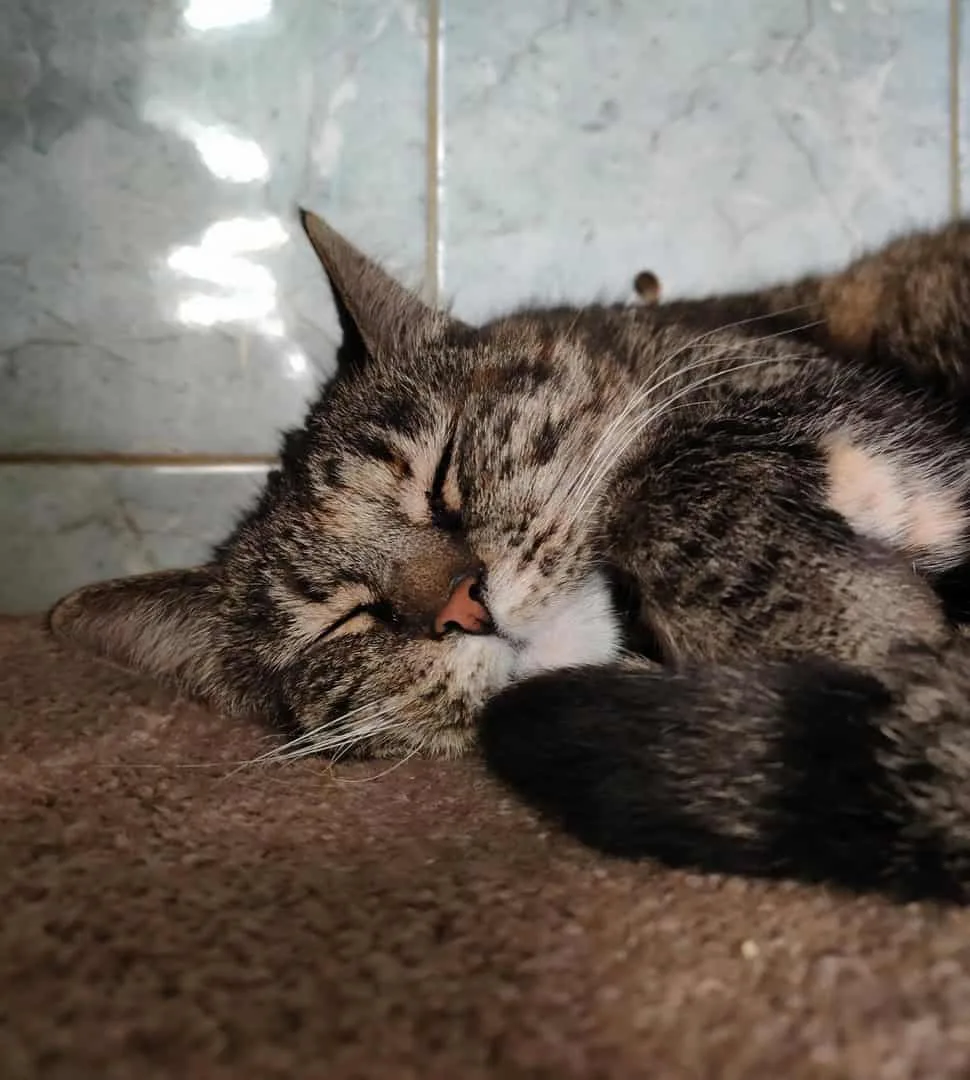 Кошка Меари, кошка, Приют «Преданное сердце», Санкт-Петербург. Фото 6 из 8.