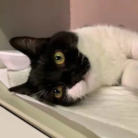 Шуся — кошка Около 4 лет, Санкт-Петербург