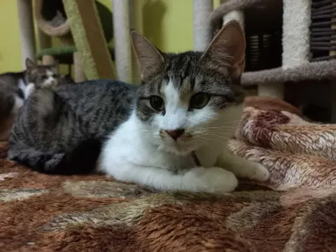Фуфик — кошка Около 2 лет, Санкт-Петербург