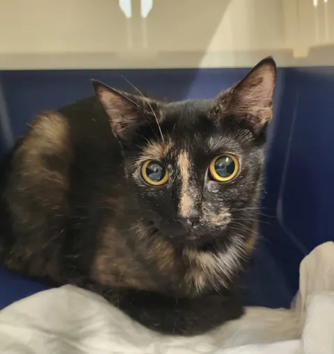 Алоха — кошка Около 3 лет, Санкт-Петербург