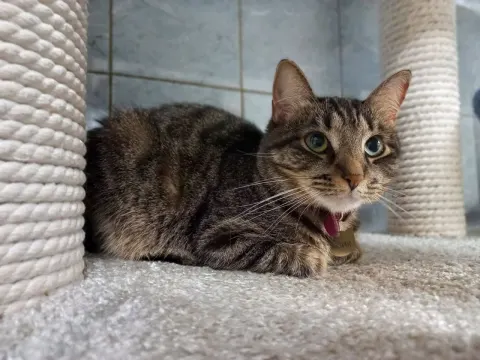 Озик — кот Около 11 лет, Санкт-Петербург