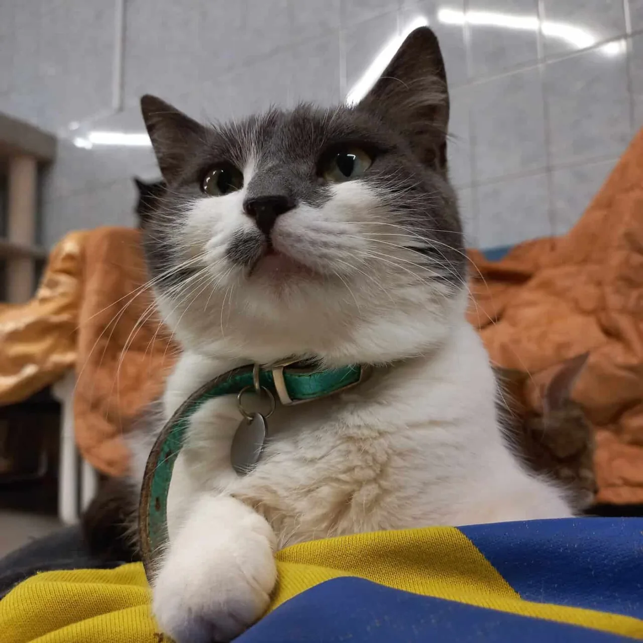 Кошка Визави, кошка, Приют «Преданное сердце», Санкт-Петербург. Фото 12 из 13.