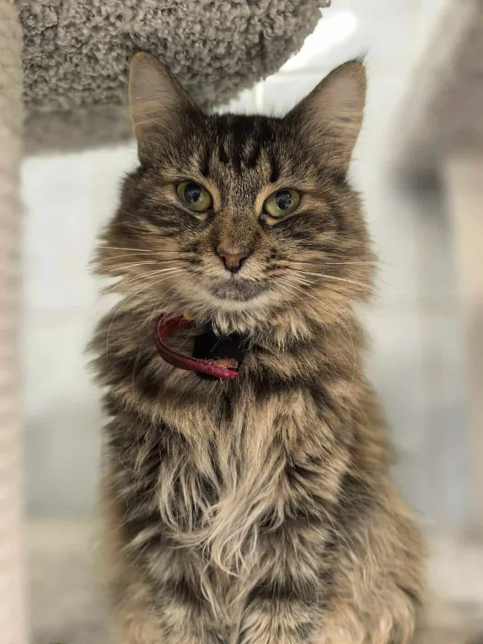Кошка Серафима, кошка, Приют «Преданное сердце», Санкт-Петербург. Фото 2 из 6.