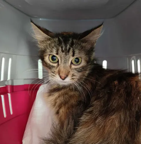 Серафима — кошка Около 3 лет, Санкт-Петербург