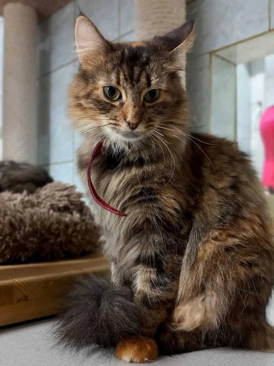 Кошка Серафима, кошка, Приют «Преданное сердце», Санкт-Петербург. Фото 3 из 6.