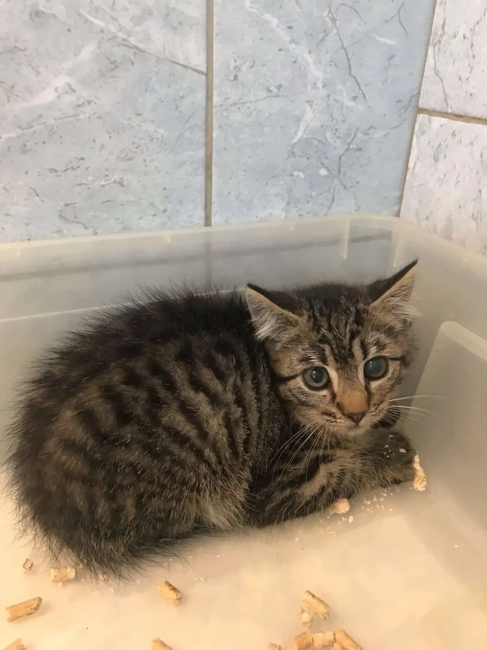 Кошка Моа, кот, Приют «Преданное сердце», Санкт-Петербург. Фото 2 из 6.