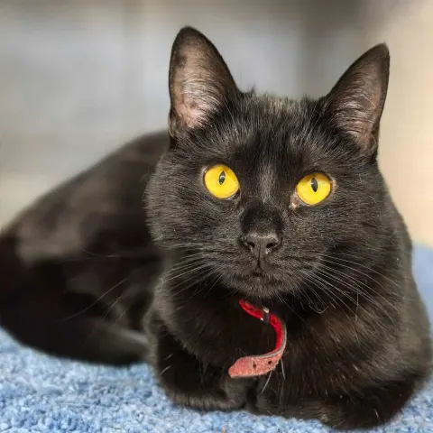 Манки — кошка Около 3 лет, Санкт-Петербург