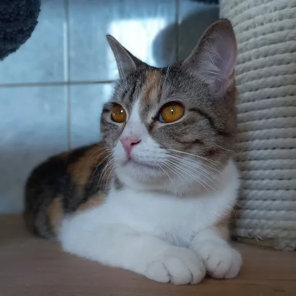 Кошка Уми, кошка, Приют «Преданное сердце», Санкт-Петербург. Фото 3 из 11.