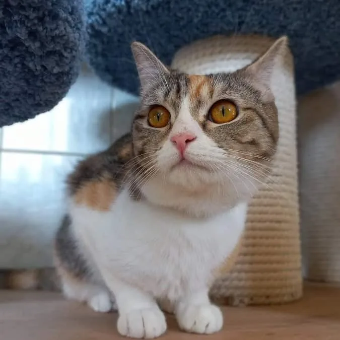 Кошка Уми, кошка, Приют «Преданное сердце», Санкт-Петербург. Фото 6 из 11.