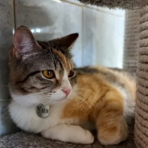 Кошка Уми, кошка, Приют «Преданное сердце», Санкт-Петербург. Фото 9 из 11.