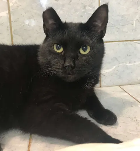 Луна — кошка Около 3 лет, Санкт-Петербург
