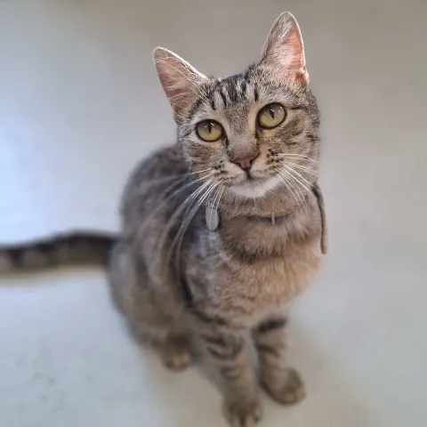 Холли — кошка Около 3 лет, Санкт-Петербург