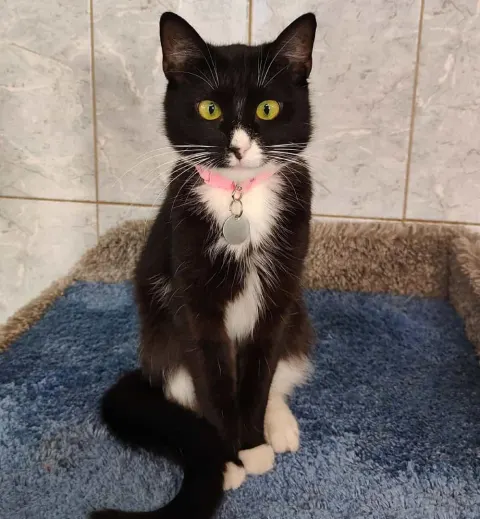 Долли — кошка Около 3 лет, Санкт-Петербург