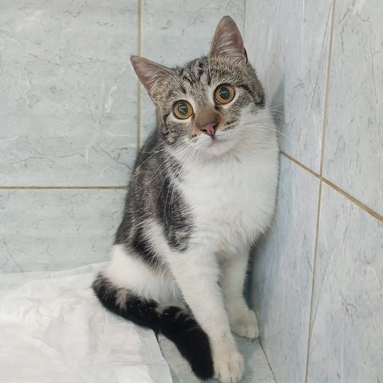 Кошка Ипотека, кошка, Приют «Преданное сердце», Санкт-Петербург. Фото 3 из 13.