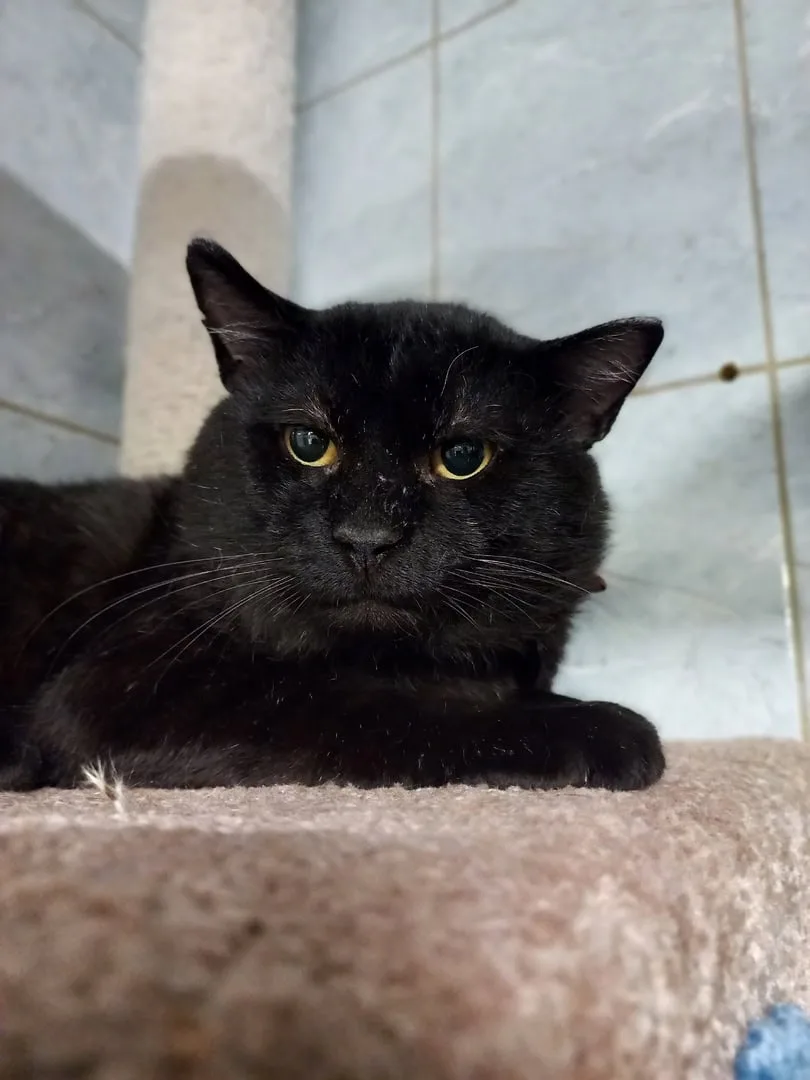 Кошка Марио, кот, Приют «Преданное сердце», Санкт-Петербург. Фото 2 из 9.