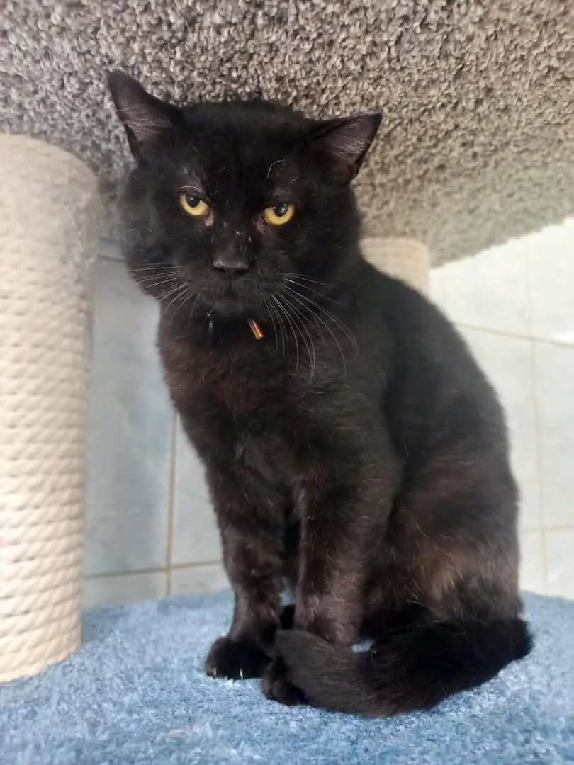 Кошка Марио, кот, Приют «Преданное сердце», Санкт-Петербург. Фото 4 из 9.
