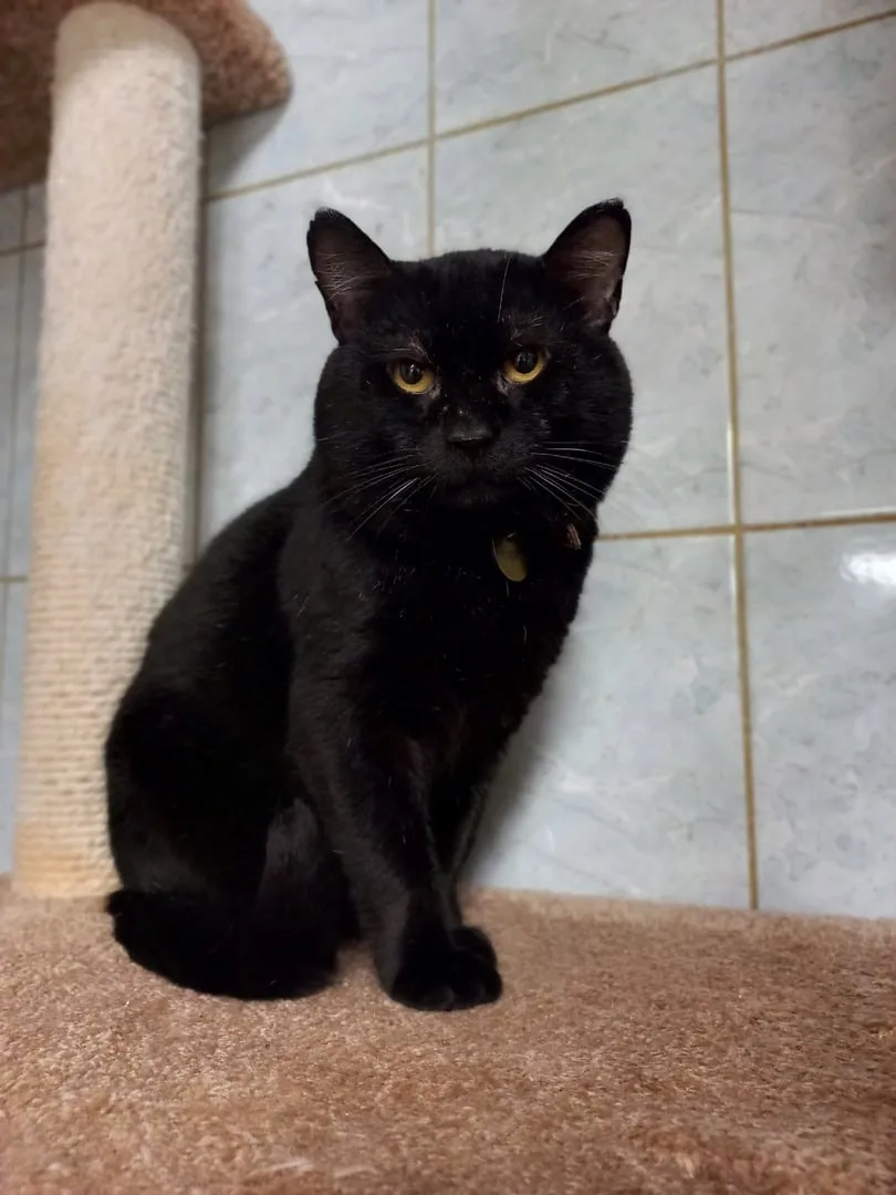 Кошка Марио, кот, Приют «Преданное сердце», Санкт-Петербург. Фото 5 из 9.