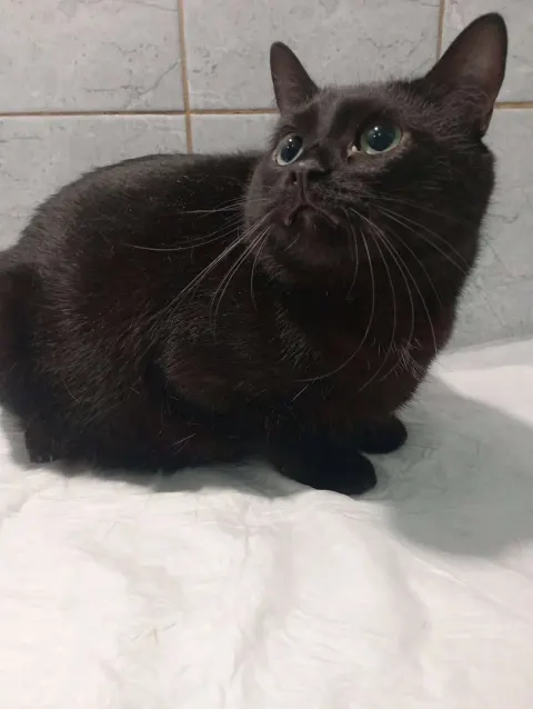 Воловиц — кошка Около 8 лет, Санкт-Петербург