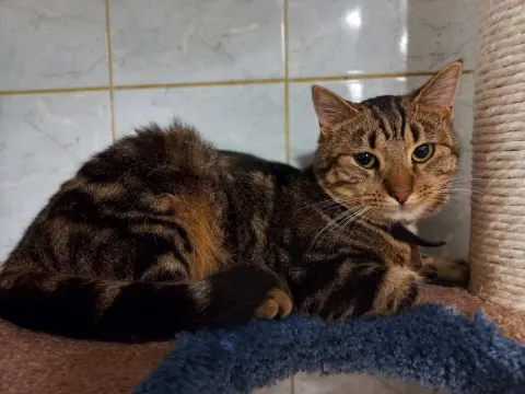 Кив — кошка Около 4 лет, Санкт-Петербург