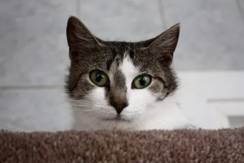 Хомолка — кошка Около 3 лет, Санкт-Петербург