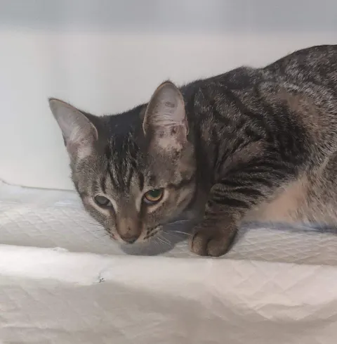 Яшин — кошка Около 3 лет, Санкт-Петербург