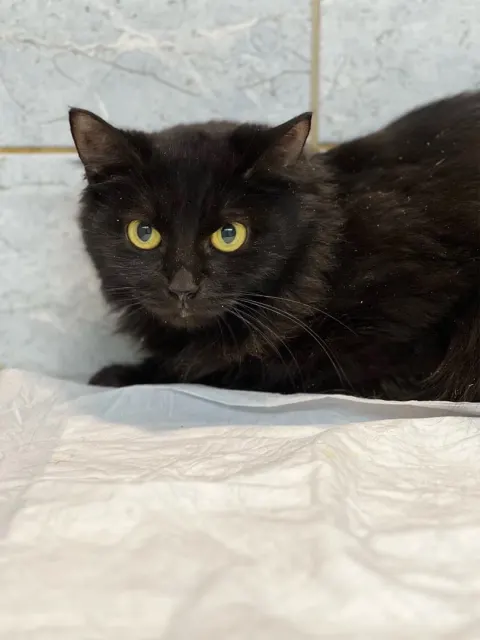 Эка — кошка Около 3 лет, Санкт-Петербург