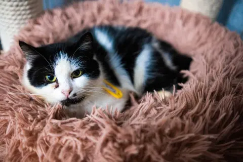 Фру-Фру — кошка Около 5 лет, Санкт-Петербург