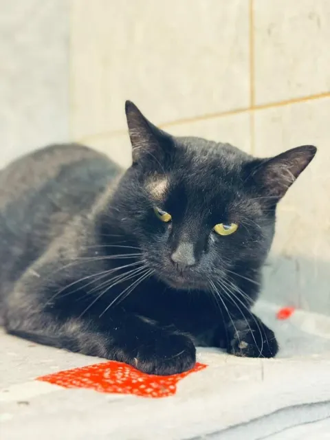 Гранд — кошка Около 5 лет, Санкт-Петербург