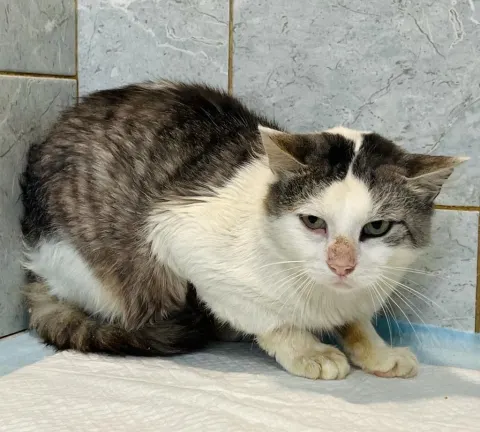 Журавль — кошка Около 4 лет, Санкт-Петербург
