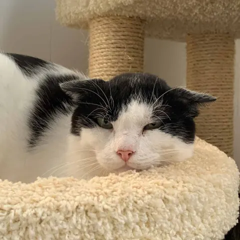 Эксель — кошка Около 7 лет, Санкт-Петербург