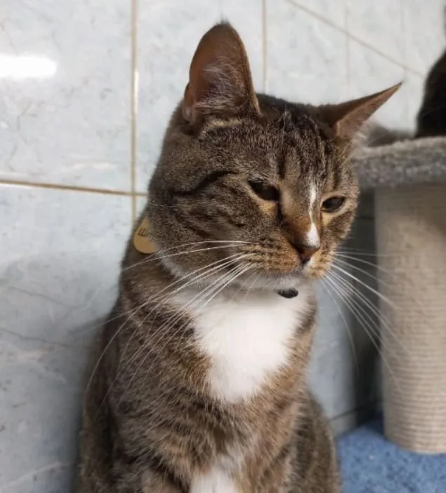 Кошка Шпуля, кошка, Приют «Преданное сердце», Санкт-Петербург. Фото 2 из 10.
