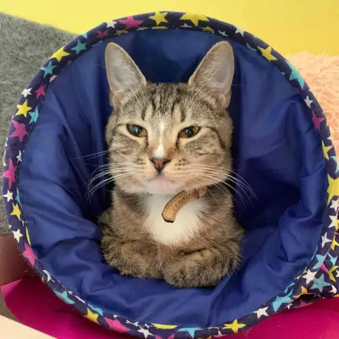 Шпуля — кошка Около 3 лет, Санкт-Петербург