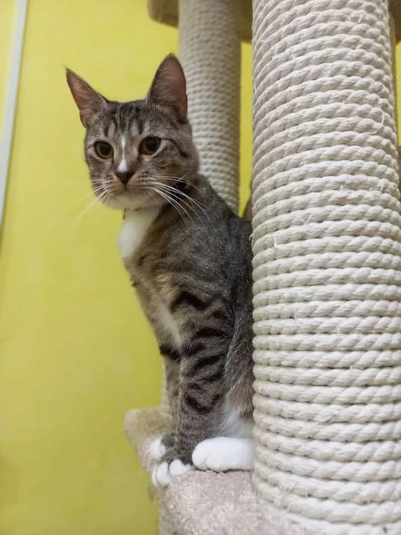 Кошка Шпуля, кошка, Приют «Преданное сердце», Санкт-Петербург. Фото 6 из 10.