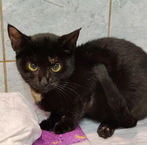 Амура — кошка Около 3 лет, Санкт-Петербург
