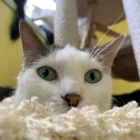 Мурзик — кошка Около 3 лет, Санкт-Петербург