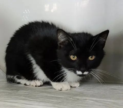 Йожик — кошка Около 3 лет, Санкт-Петербург