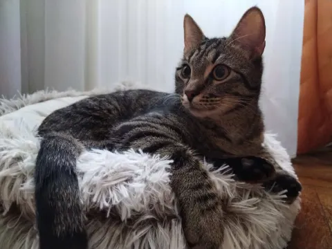 Себастьян — кошка Около 3 лет, Санкт-Петербург