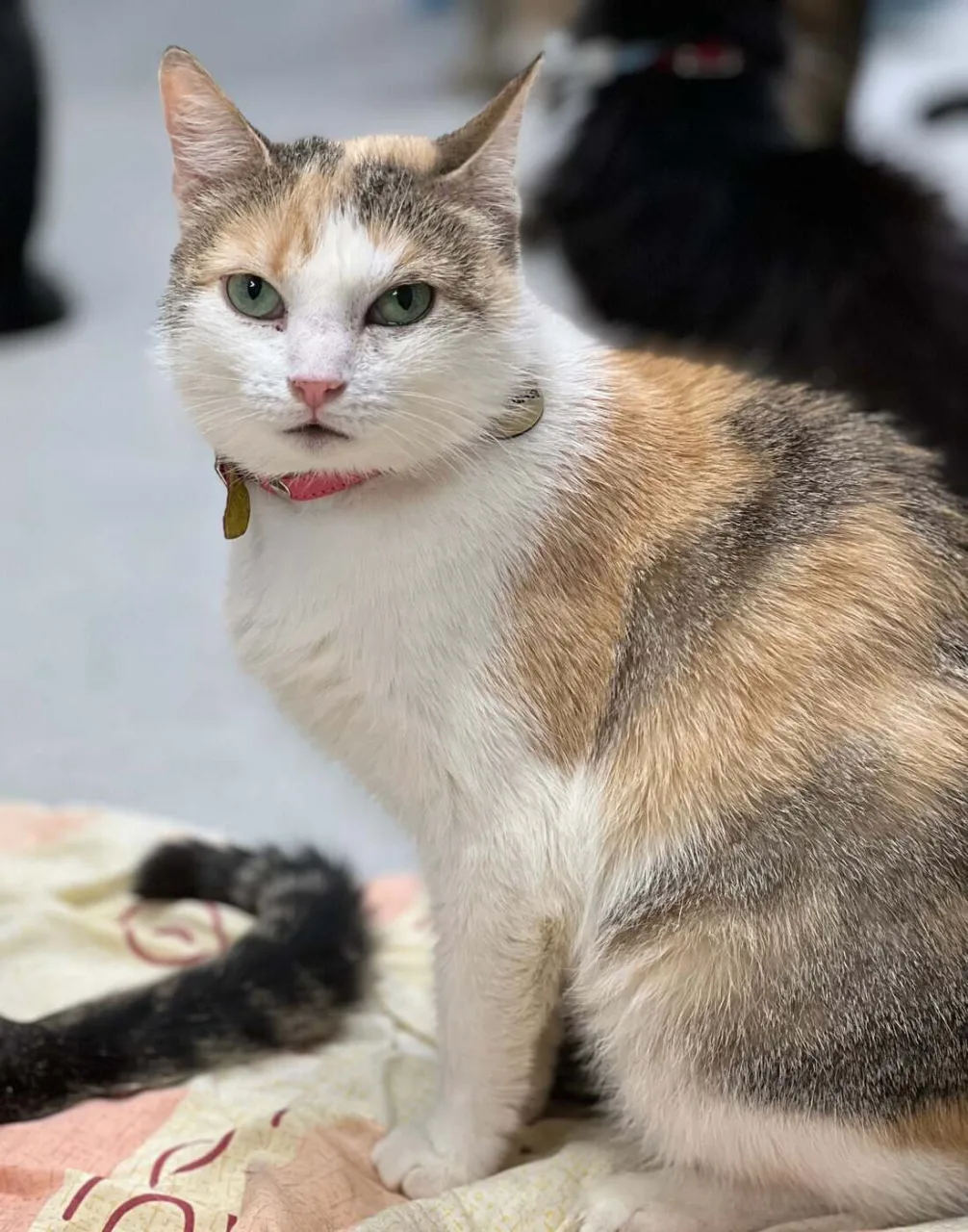 Кошка Черешня, кошка, Приют «Преданное сердце», Санкт-Петербург. Фото 5 из 10.