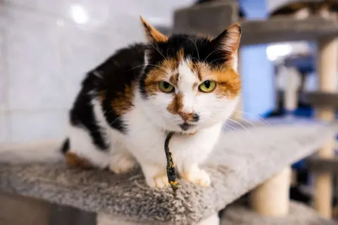 Эм — кошка Около 7 лет, Санкт-Петербург
