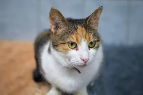 Нуга — кошка Около 4 лет, Санкт-Петербург